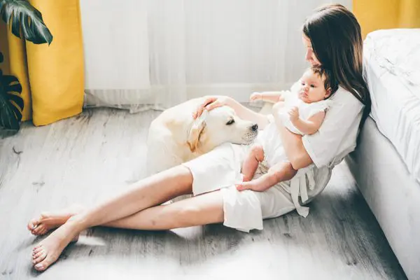  6 Ways to Prepare the Family Dog for Your New Baby